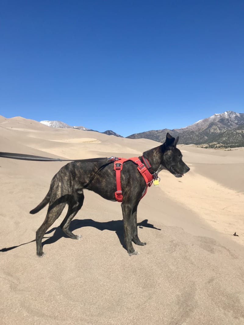 Brindle dog in a red harness at watching sandsledders at Great Sand Dunes National Park in Colorado
