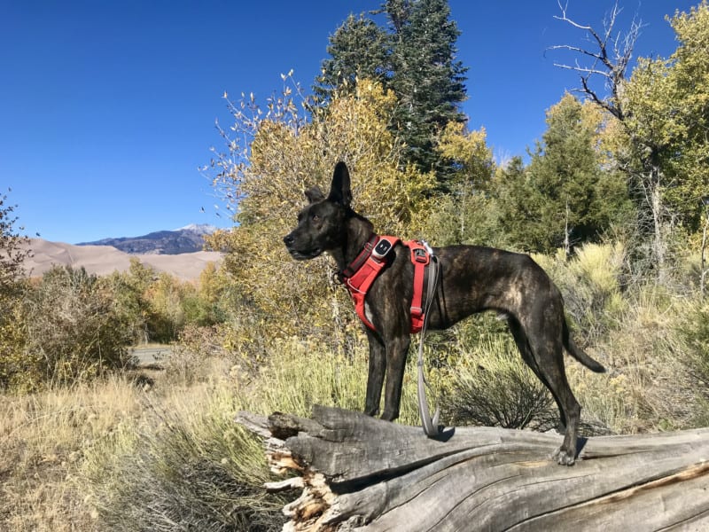 Dog in a red harness standing on a log with pet friendly Great Sand Dunes National Park in the background