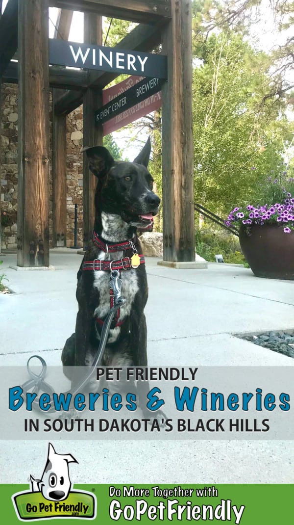 Brindle dog sitting at a pet friendly winery in the Black Hills of South Dakota