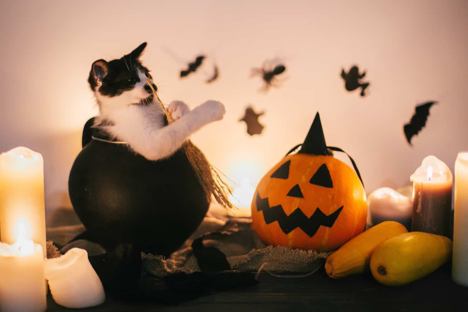 Black kitten sitting in witch cauldron and Jack o lantern pumpkin with candles, broom and bats, ghosts on background in dark spooky room. 