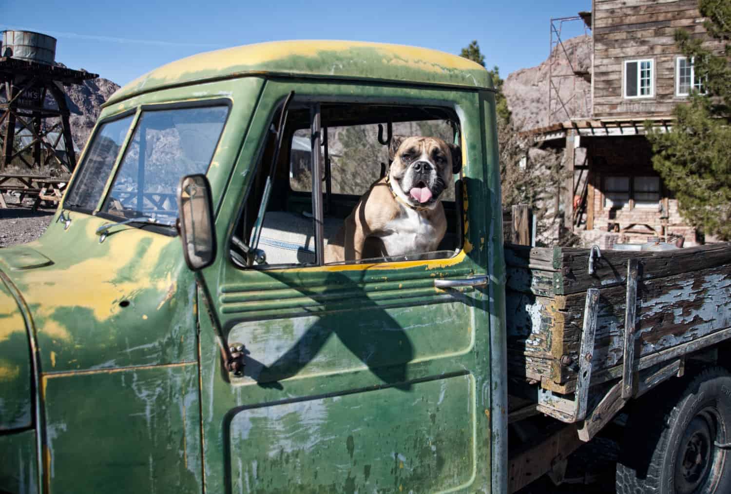 Bulldog in an old, abandoned green truck 