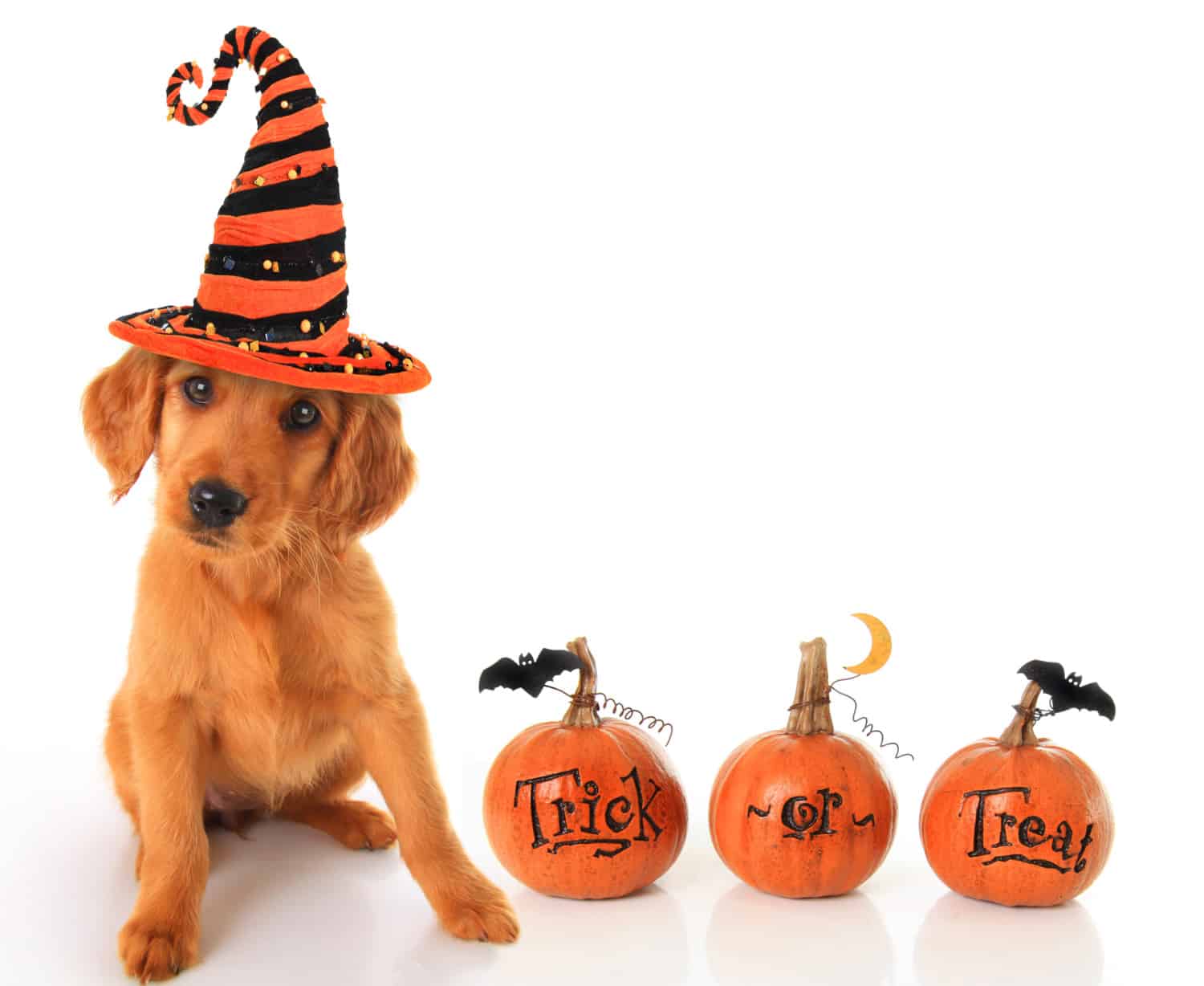 Cute puppy wearing a Halloween witch hat with pumpkins.