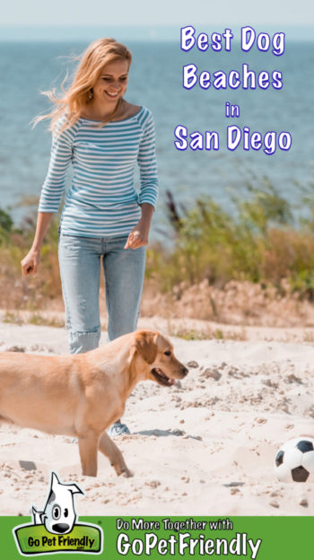 Mujer y un laboratorio amarillo con una pelota de fútbol en una playa apta para perros en San Diego, CA