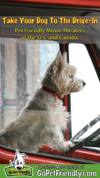 White terrier at the wheel of a red truck parked at a pet friendly movie theater