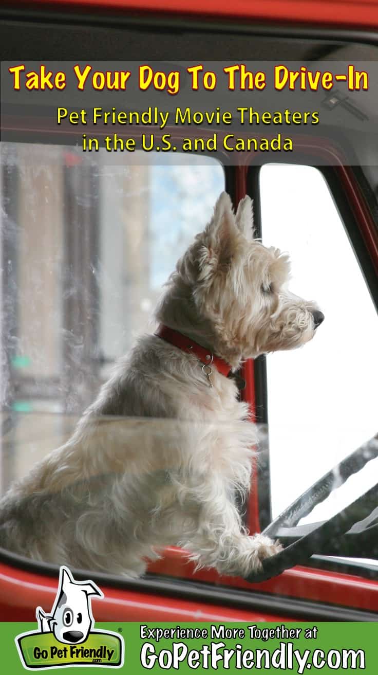 White terrier at the wheel of a red truck parked at a pet friendly movie theater