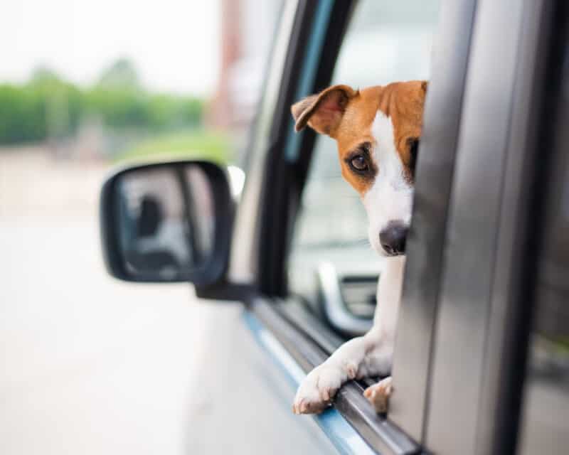 Jack Russell Terrier dog looks out of the car window. Traveling with a pet.