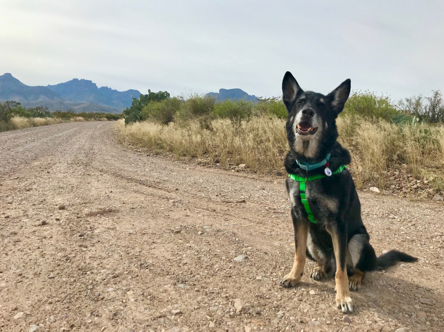 German Shepherd dog on a dirt road in Big Bend National Park, TX