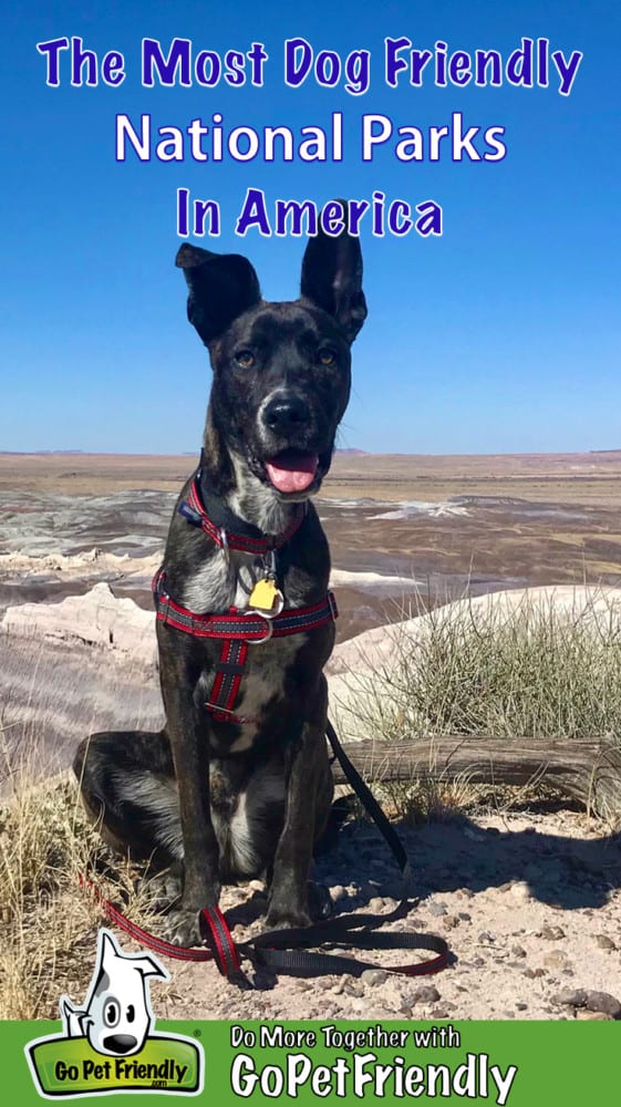 Brindle puppy at dog friendly Petrified Forest National Park, AZ