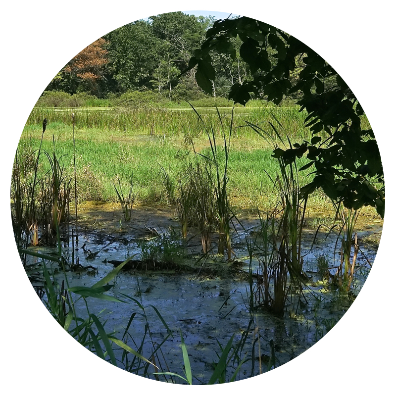 A swampy scene from the National Wildlife Refuge