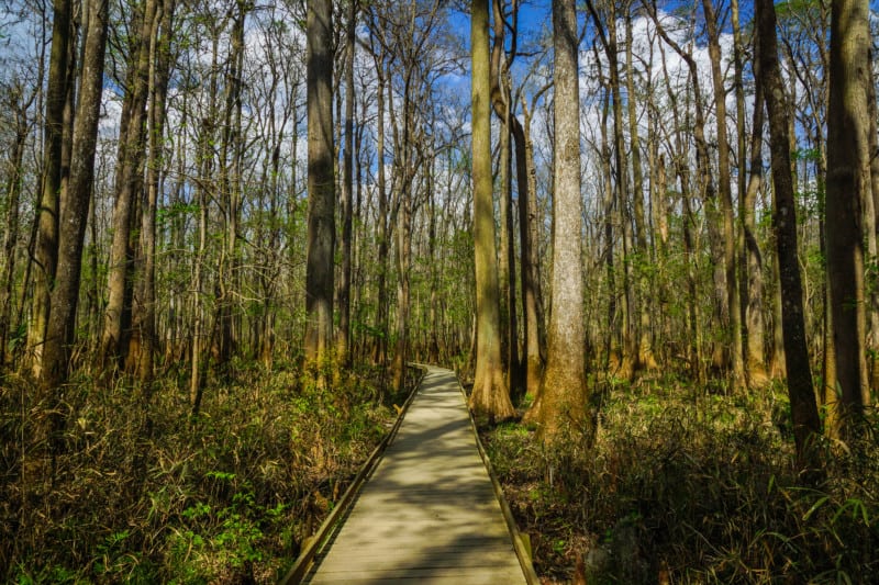 Boardwalk Trail in dog friendly Congaree National Park in SC