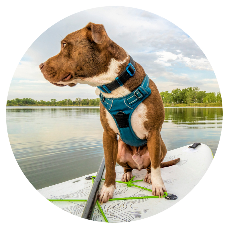 Pitbull on a paddleboard on the Chesapeake Bay, MD