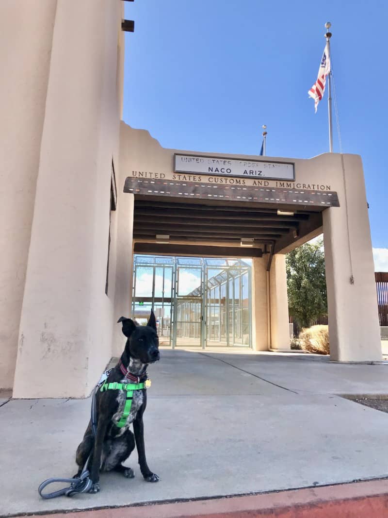 Brindle dog in a green harness sitting on the sidewalk in front of the Customs and Immigration building in Naco, AZ