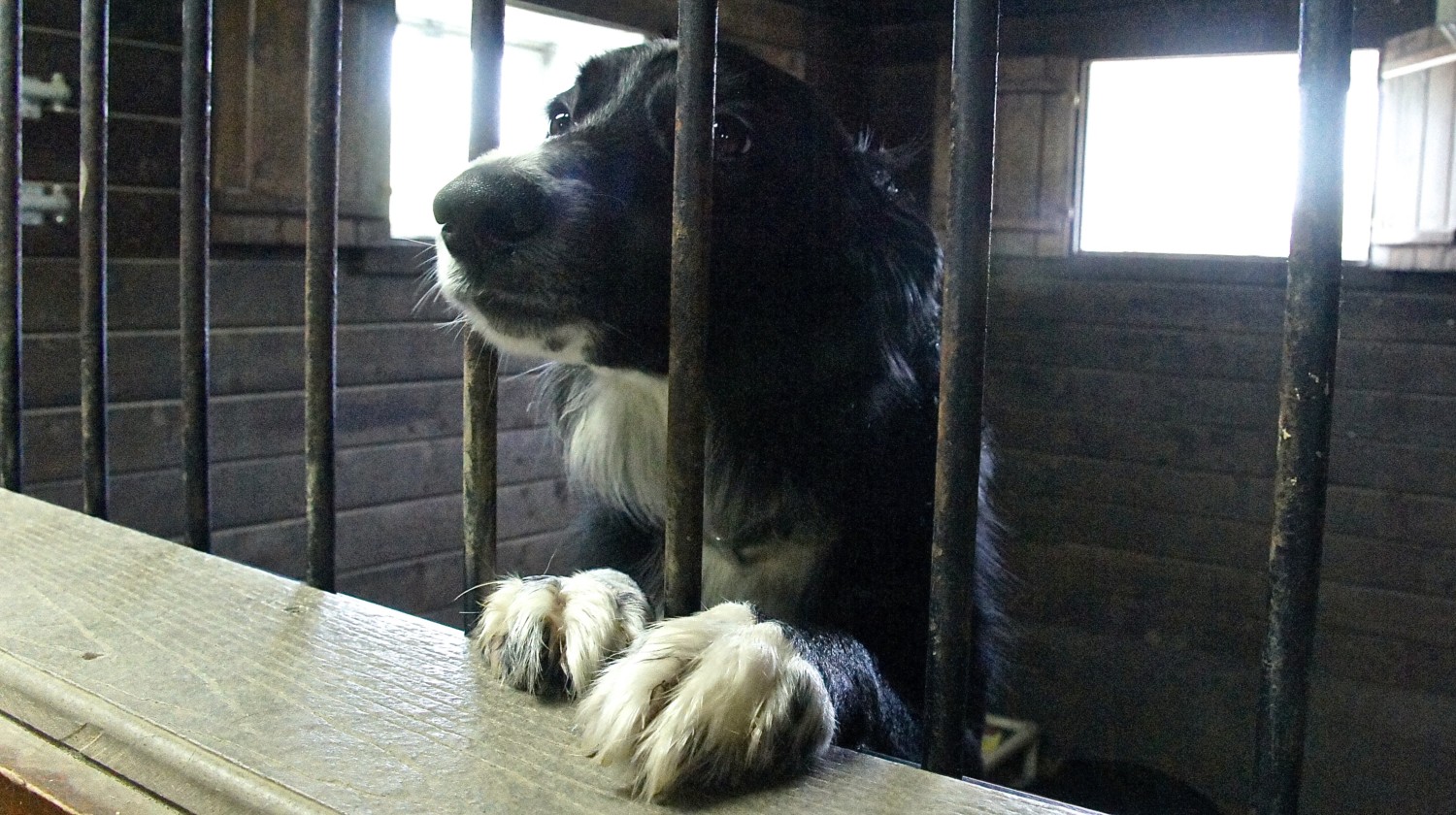 Border Collie dog looking out from behind bars