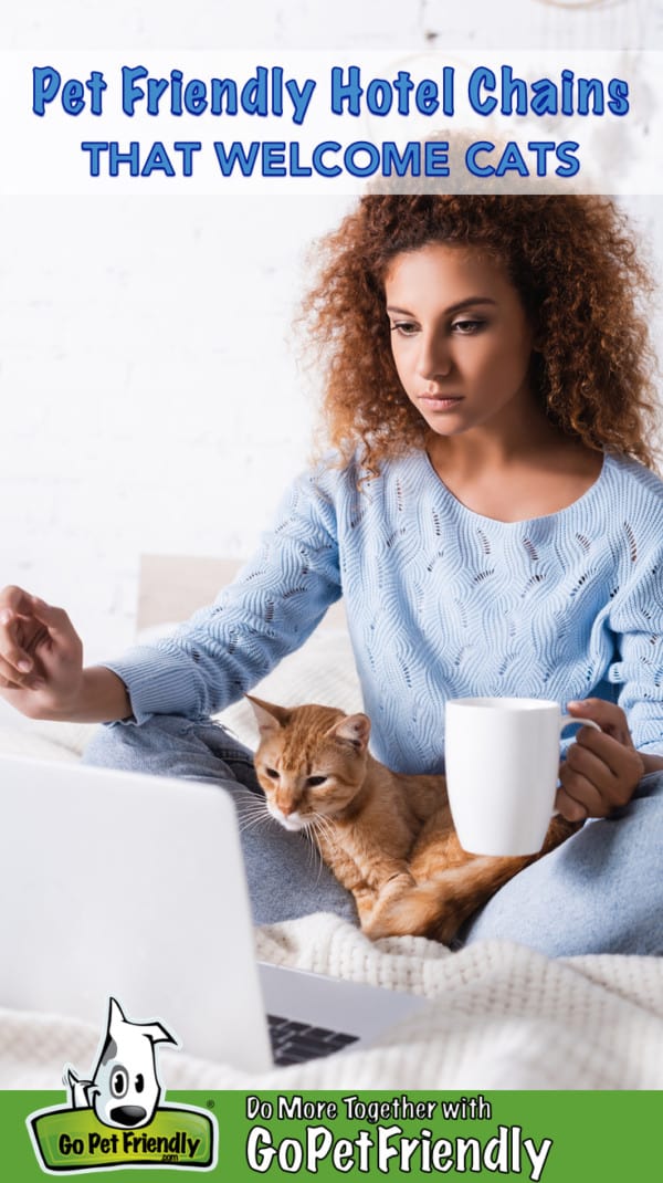 Woman sitting on a bed in a pet friendly hotel looking at a computer with a cat on her lap 