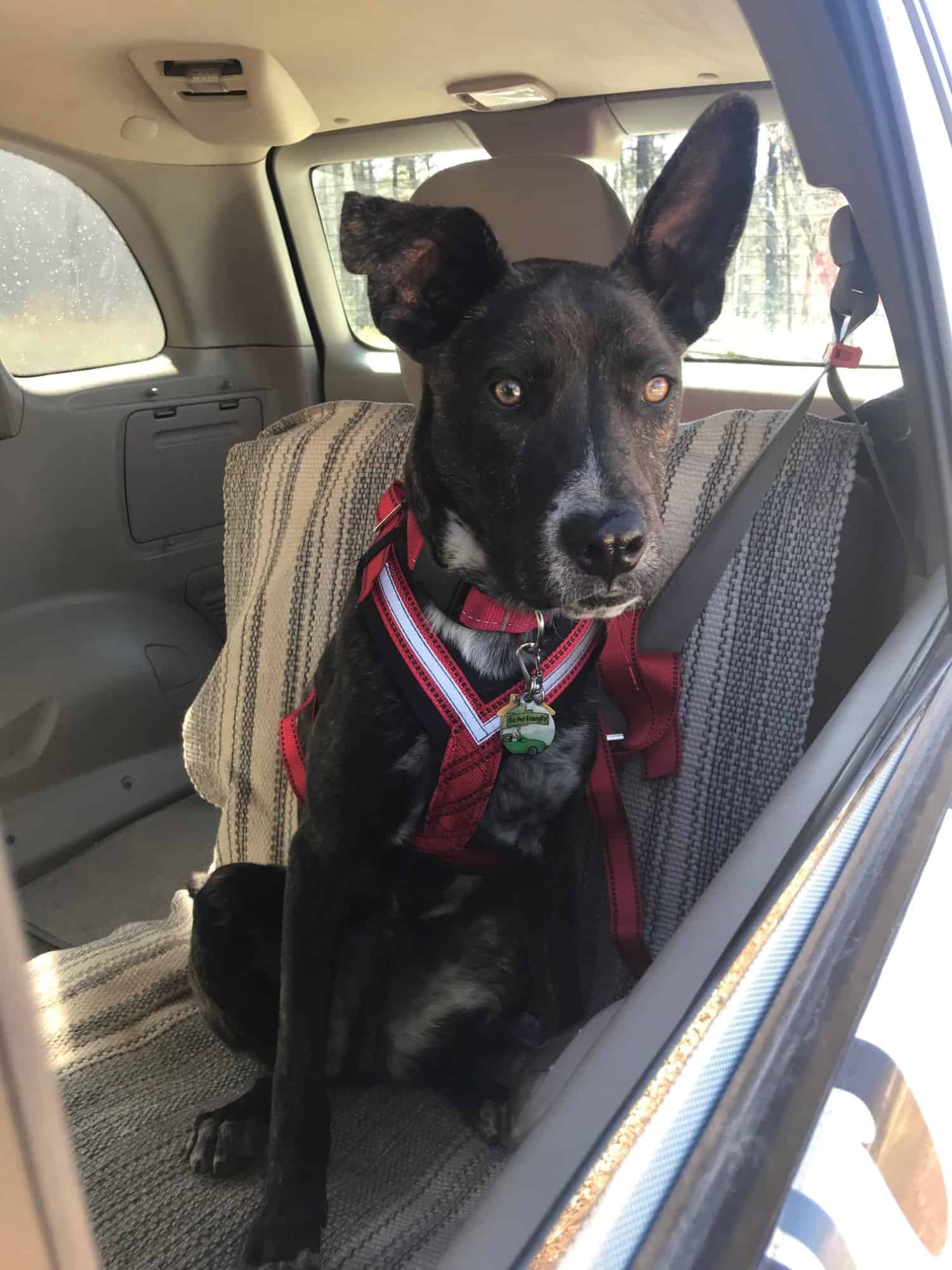 Brindle puppy in red safety harness in the back seat of a car