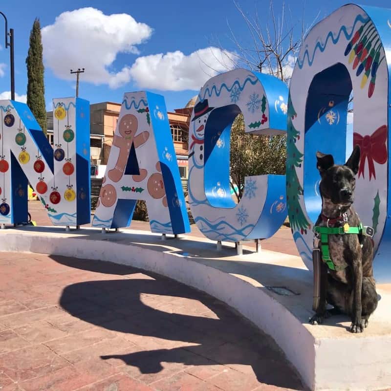 Brindle dog sitting in front of a sculpture spelling Naco in Naco, Senora, Mexico
