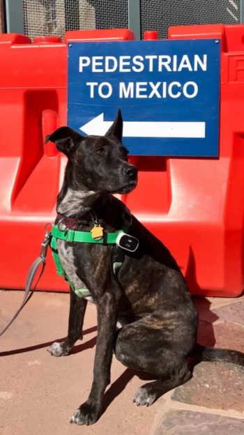 Brindle dog sitting in front of a sign that reads "Pedestrian To Mexico" with an arrow pointing left