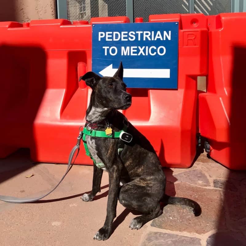 Brindle dog sitting in front of a sign that reads "Pedestrian To Mexico" with an arrow pointing left