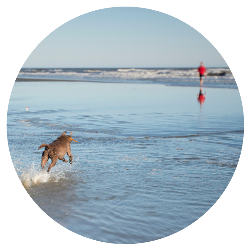 Dog running in the water toward a person wearing a red shirt