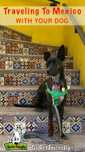 Brindle dog sitting on a stairway with colorful tiles and yellow walls in Naco, Senora, Mexico