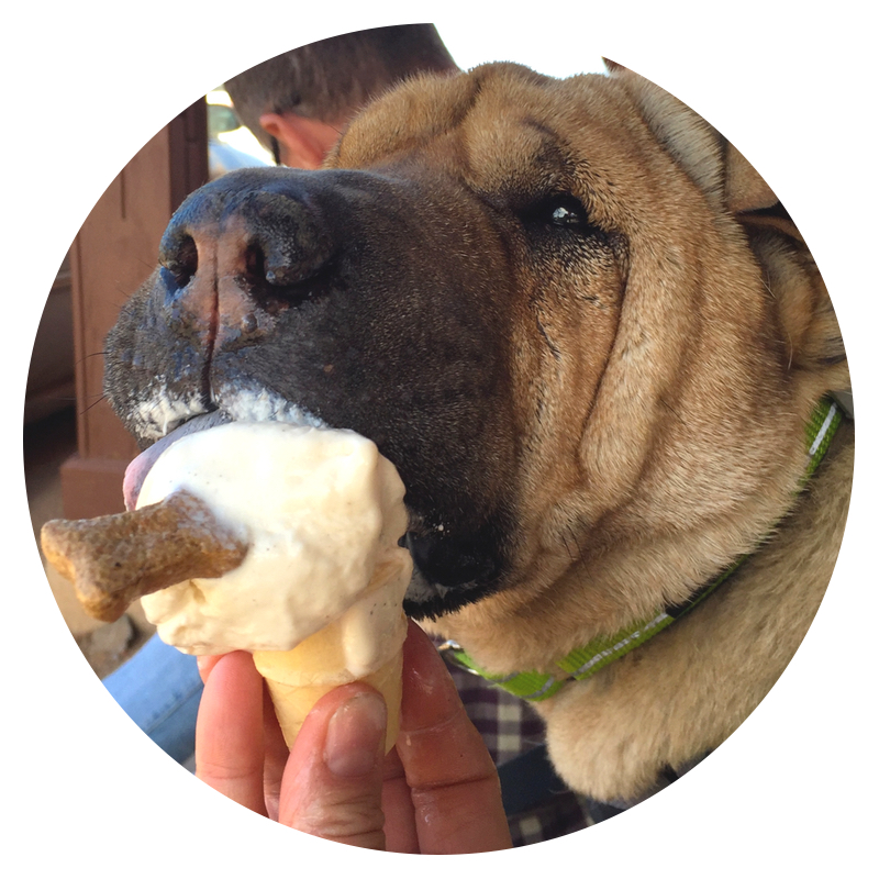 Shar-pei dog licking a pup cup ice cream cone on the Chesapeake Bay Loop