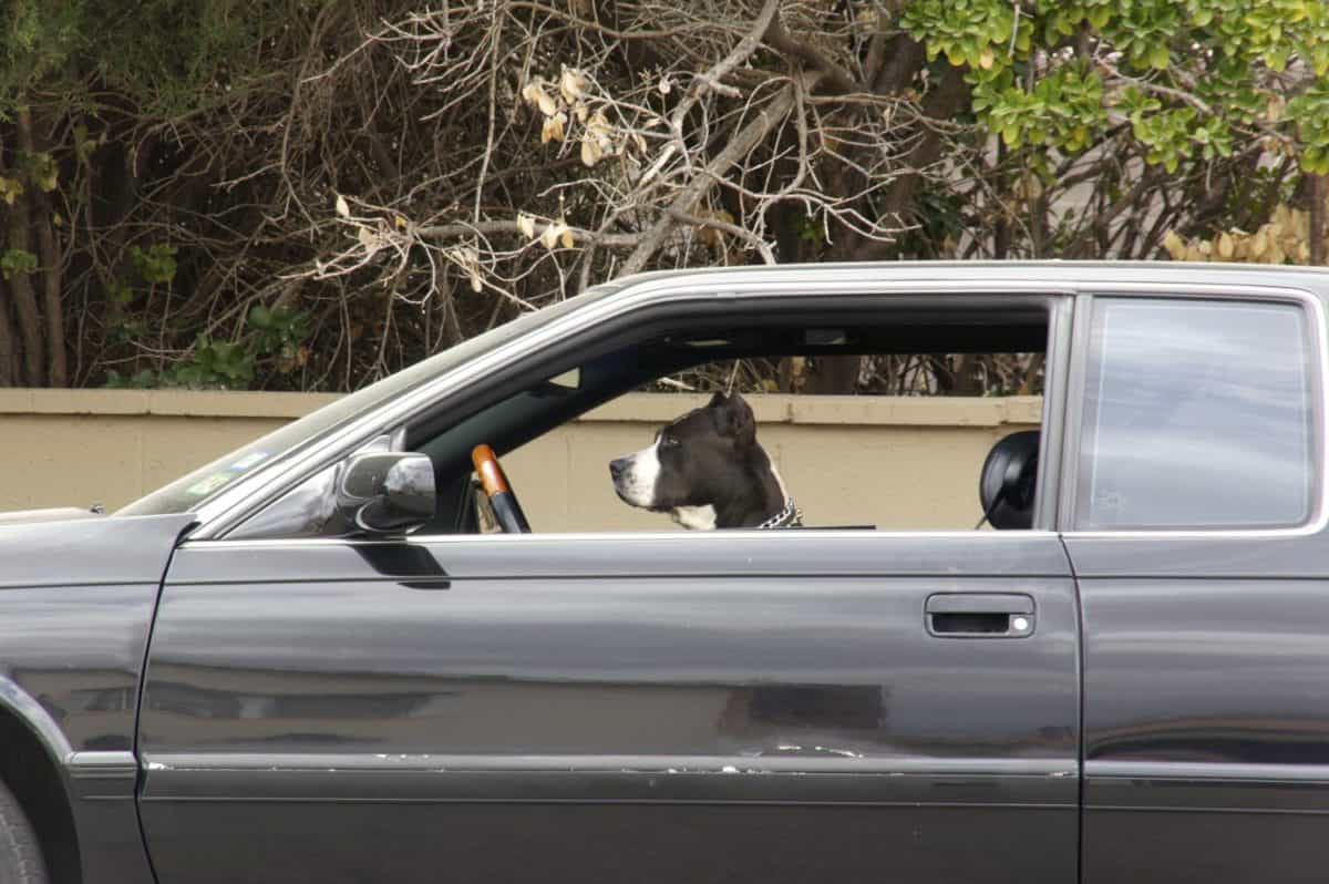 Pitbull Dog sitting in car in Marfa, TX
