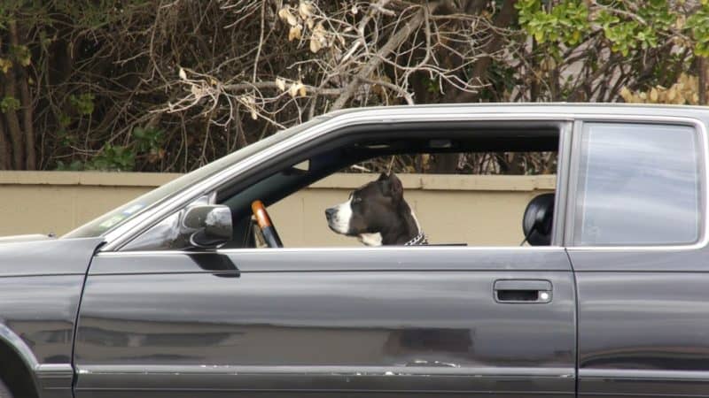 Pitbull Dog sitting in car in Marfa, TX