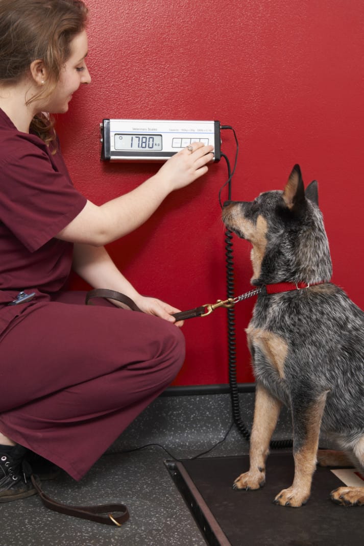 Veterinary Nurse Weighing Dog In Surgery
