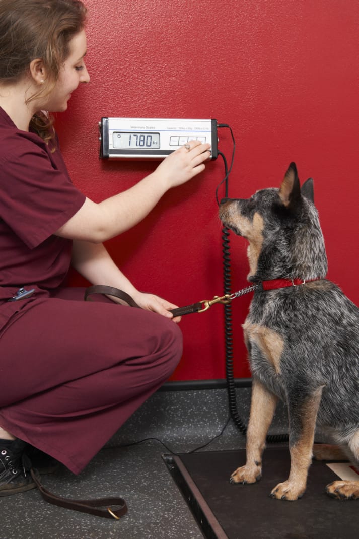 Veterinary nurses weigh dogs in surgery