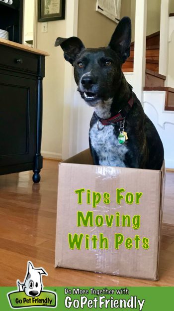 Brindle dog sitting in a moving box with a funny sideways smile