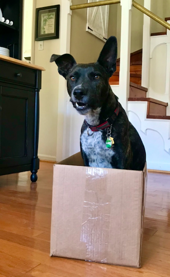 Brindle dog sitting in a moving box with a funny sideways smile