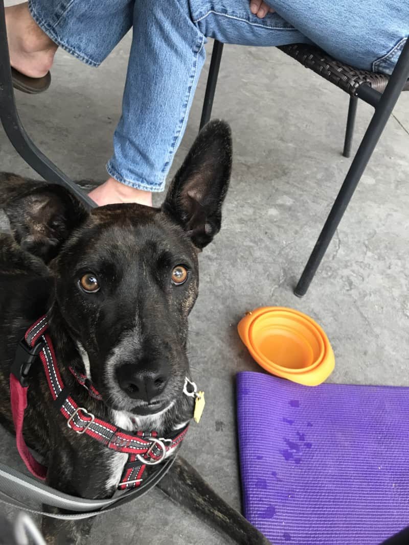 Brindle dog sitting beside a purple mat and orange collapsible water bowl