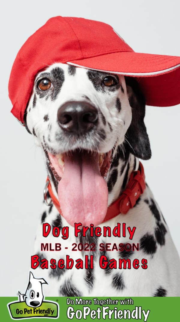 Friendly, smiling Dalmatian dog in a red baseball hat