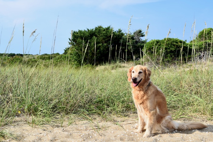 Golden Retriever dog on a sandy dune with grass and trees in the background