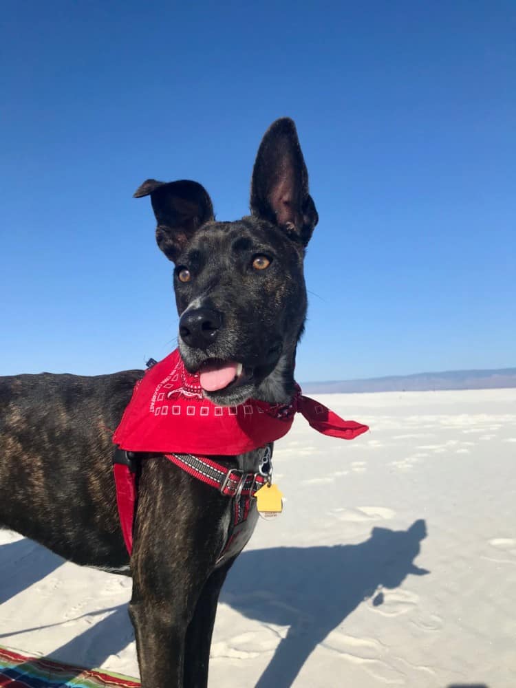 Happy brindle dog in a red bandana at White Sands National Park, New Mexico