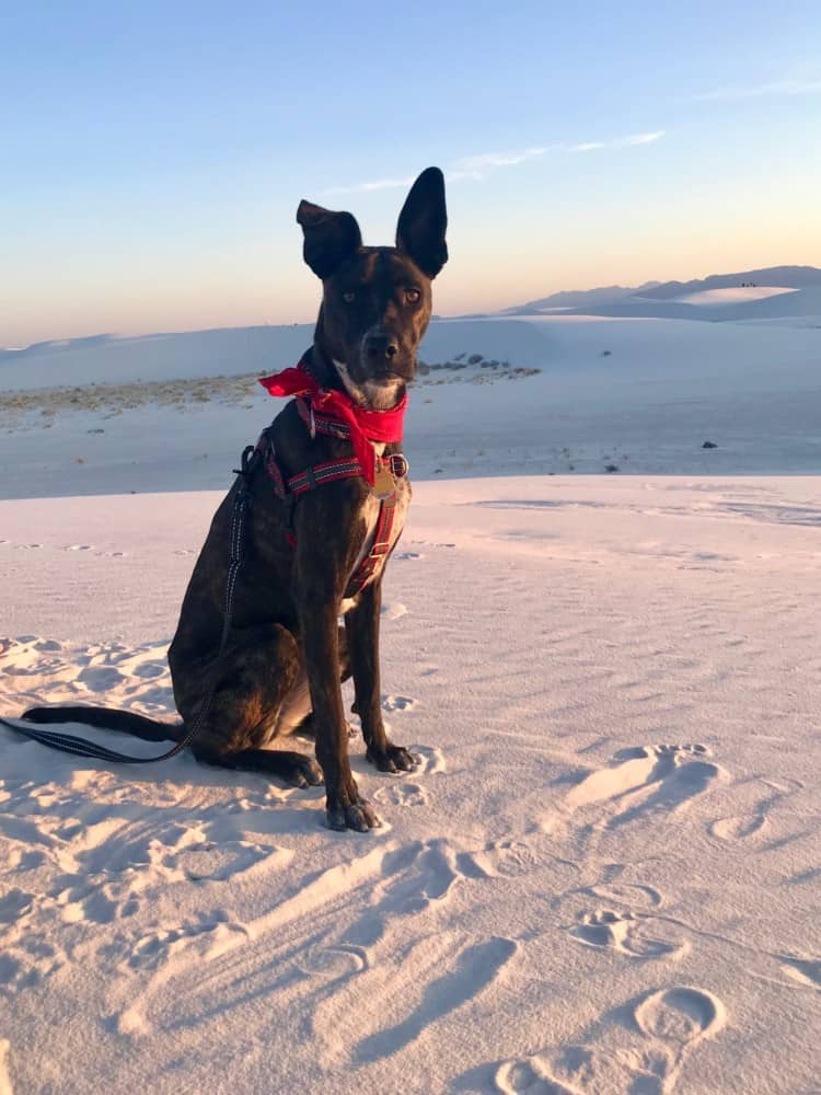 Happy brindle dog in a red bandana at White Sands National Park, NM
