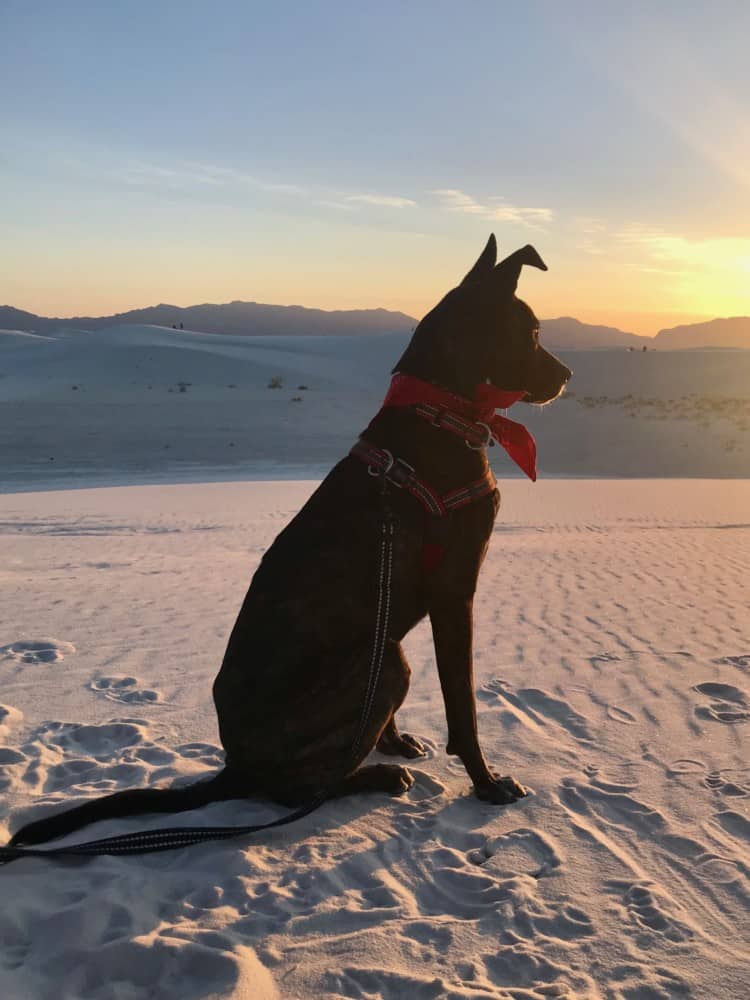 Brindle dog in red bandana watching the sunset at pet friendly White Sands National Park, NM