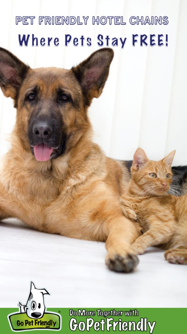 German Shepherd Dog and orange kitten laying together on a white background
