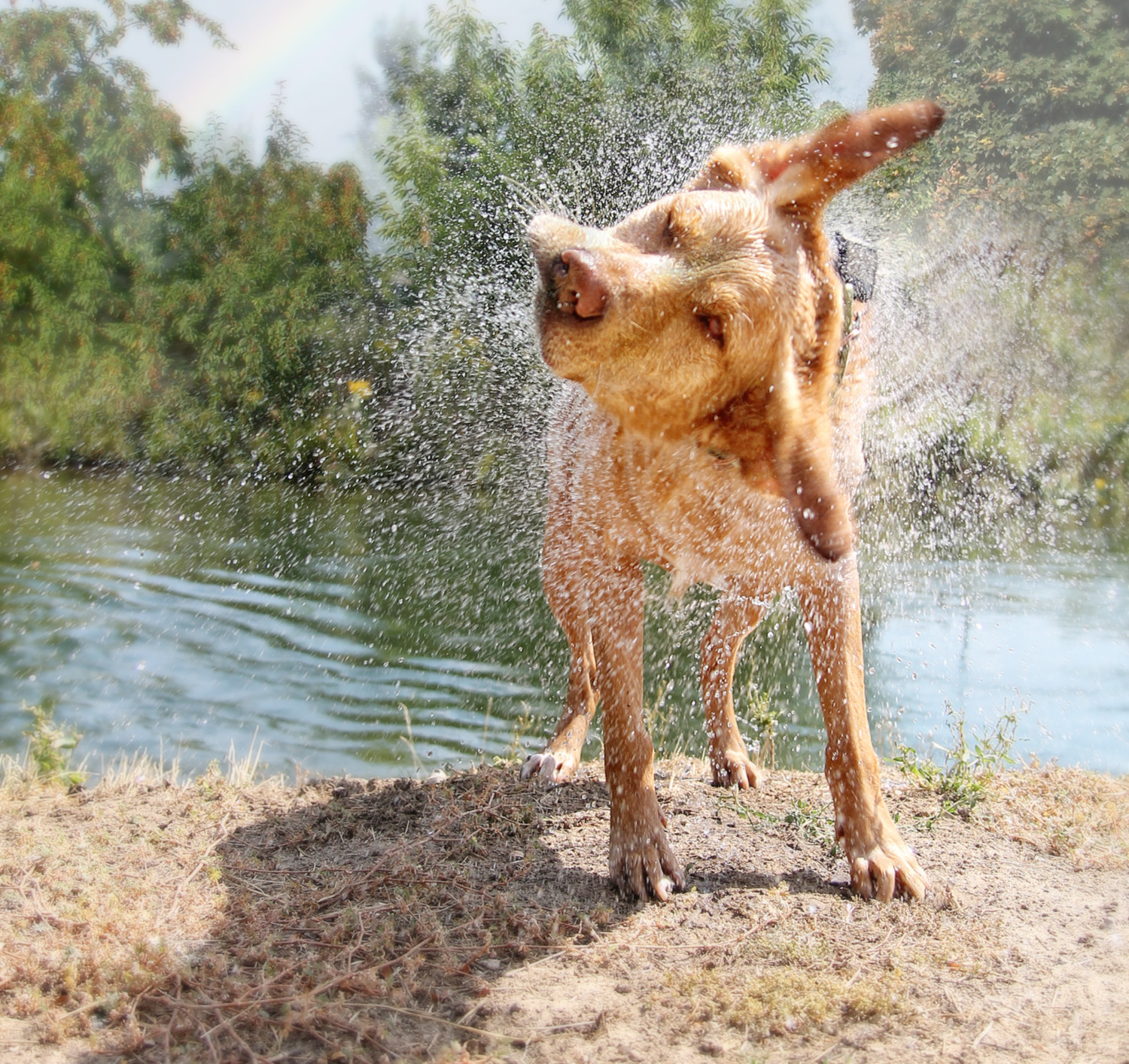 A dog shaking off water at a dog-friendly beach in Outer Banks, North Carolina