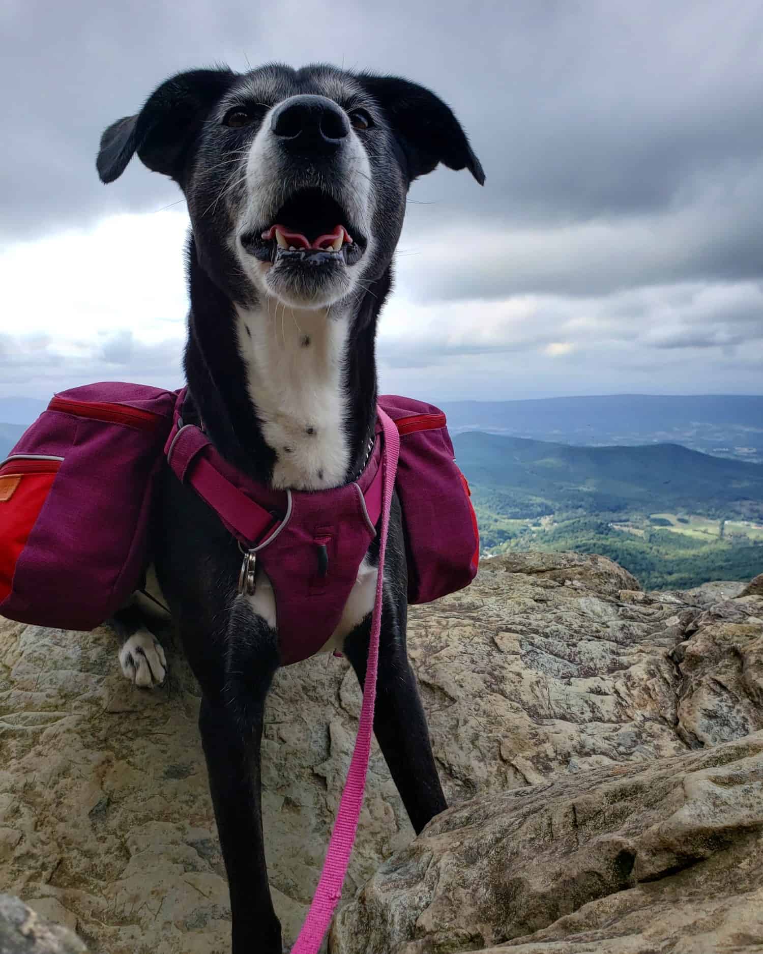 A dog with a magenta backpack and a harness sits on top of a mountain