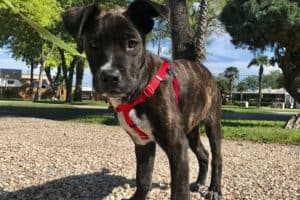 Puppy in a red harness standing on gravel path in San Antonio, TX