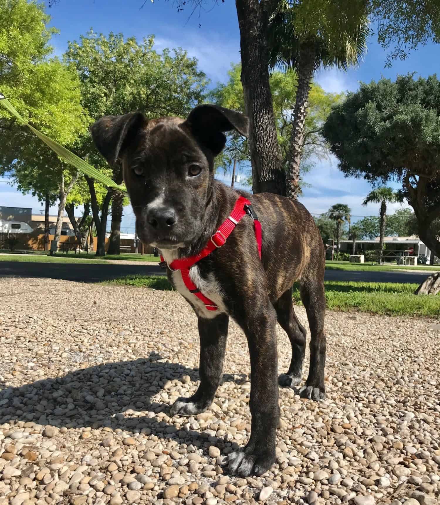 Puppy in a red harness standing on gravel path in San Antonio, TX