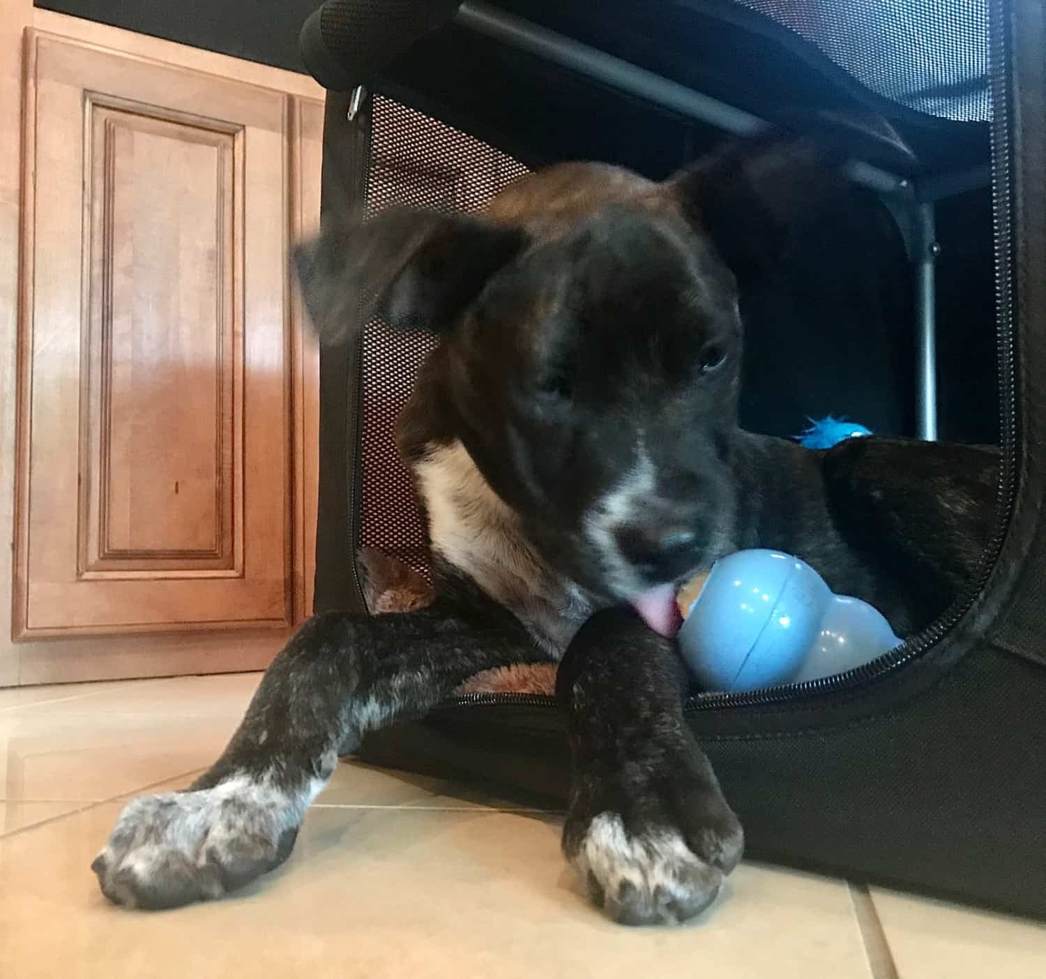 Puppy laying in a black crate licking a blue KONG toy