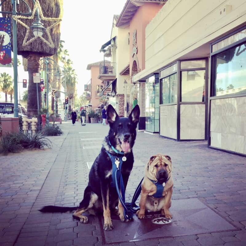 Black German shepherd and tan Shar-pei dogs in the downtown shopping area in pet friendly Palm Springs, CA