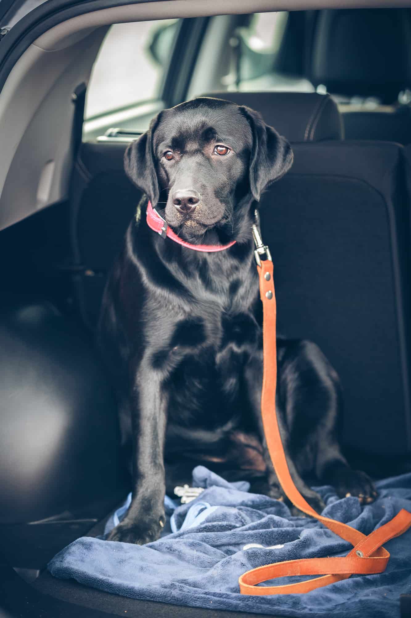 Black Labrador puppy in car