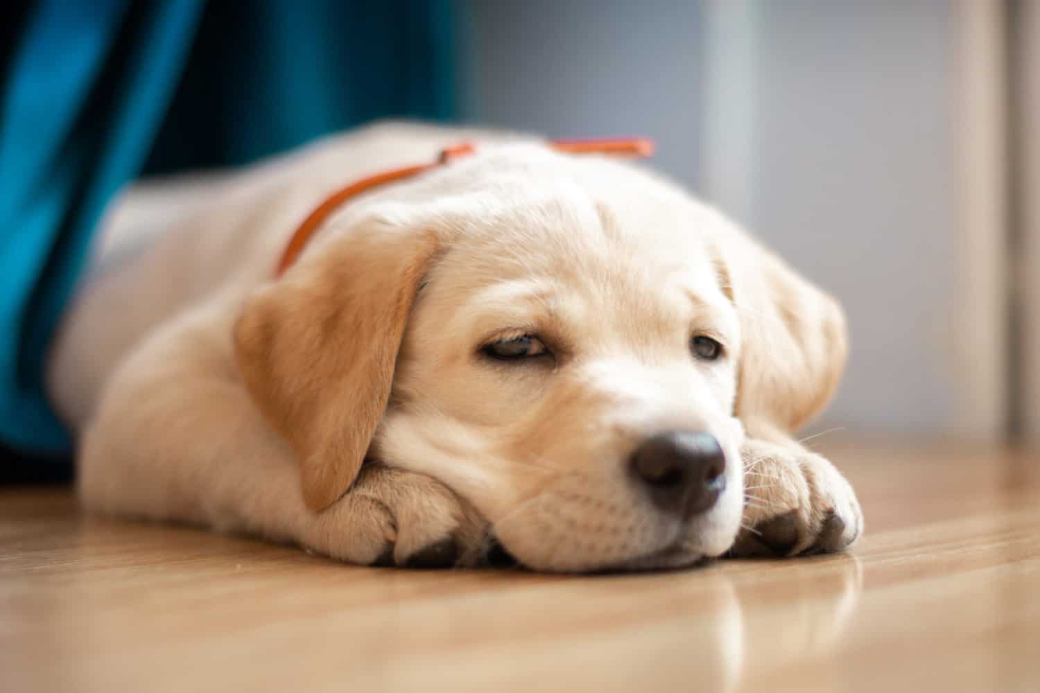 Charming little Labrador Retriever puppy