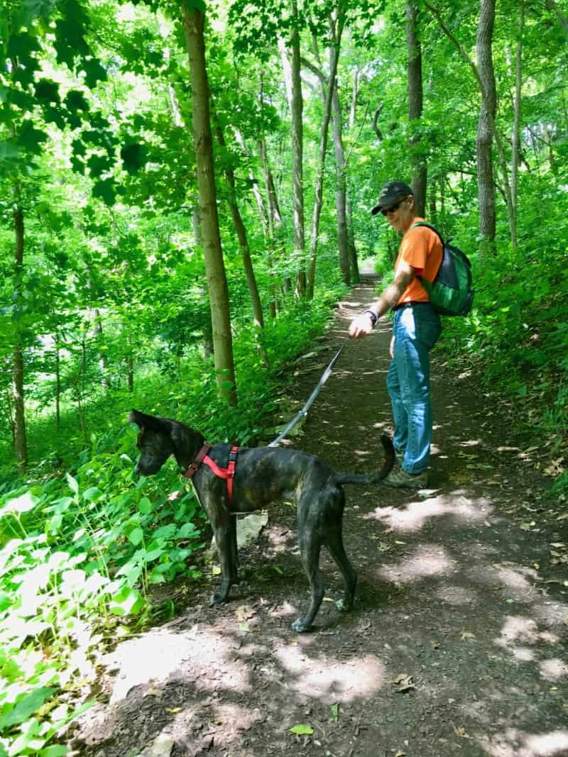 Man and brindle dog on a steep pet friendly trail in Effigy Mounds National Monument in Iowa