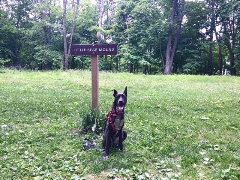 Brindle dog at Little Bear Mound in Effigy Mounds National Monument, Iowa