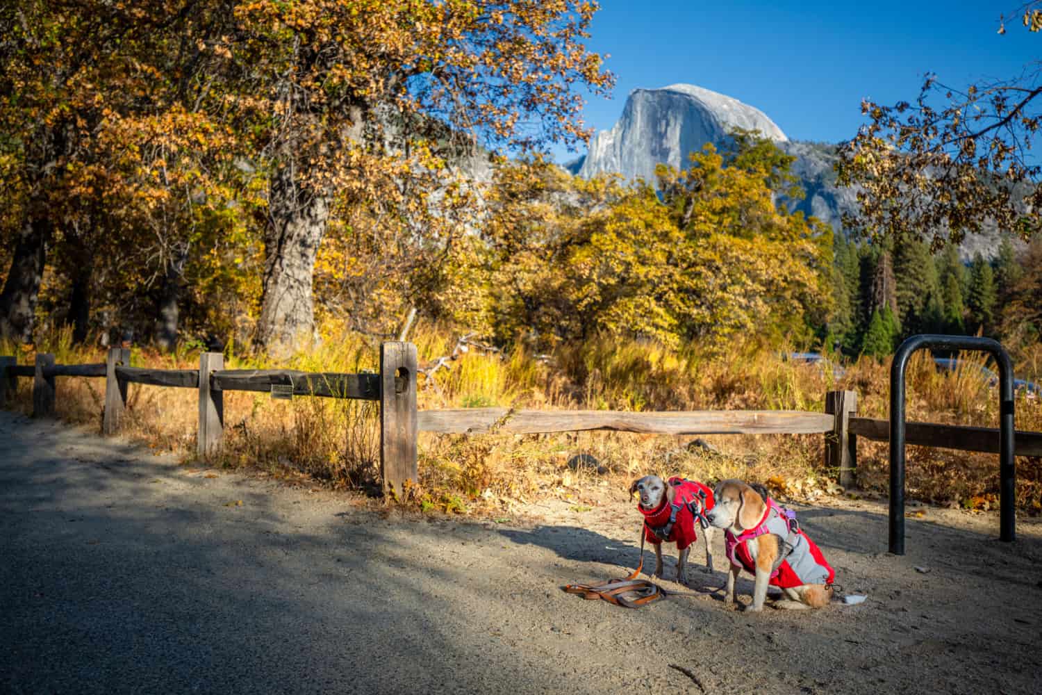 Two beagles posing on a pet friendly trail in a national park surrounded by autumn colors