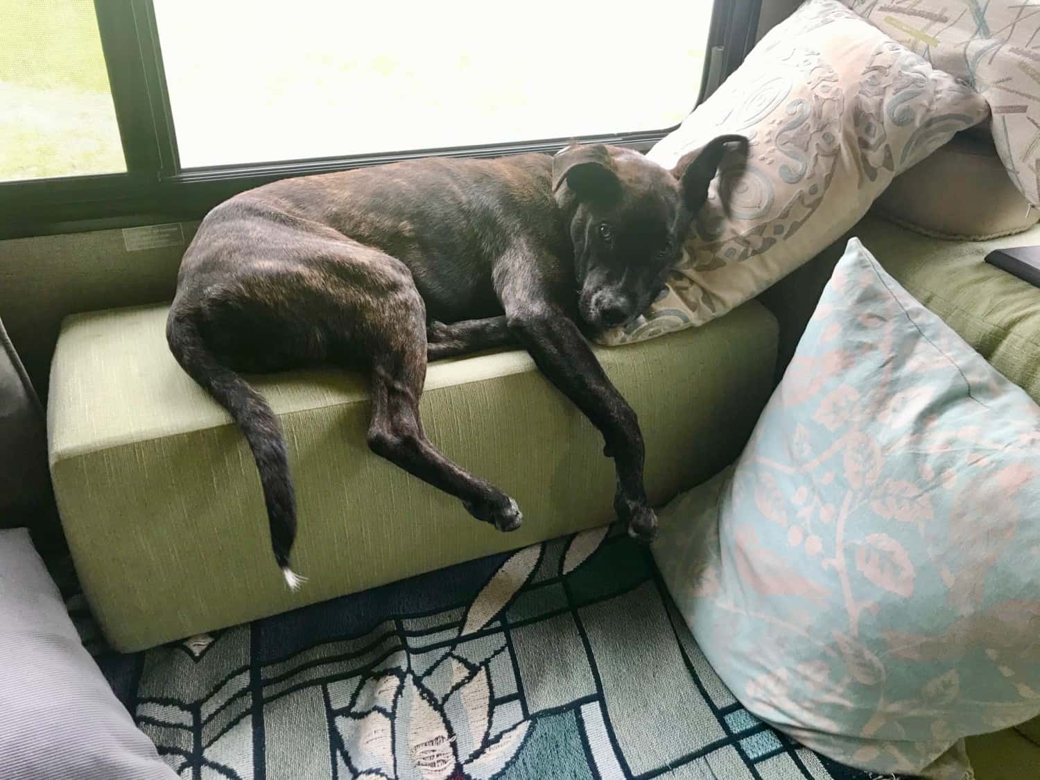 Brindle puppy laying on a cushion in a motorhome
